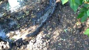 Полил водой черешню Валерий Чкалов
