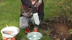 УХОД И ПОДКОРМКА ДЛЯ ГОЛУБИКИ!