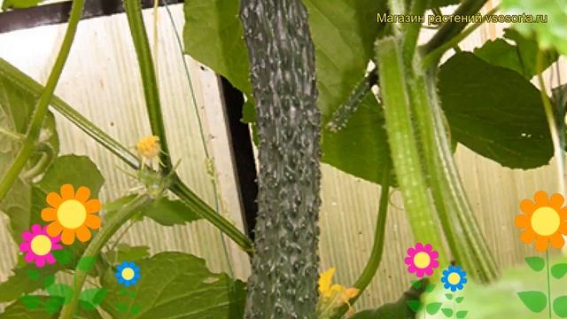 Огурец гибридный Настоящий мужик F1. Краткий обзор, описание характеристик Nastoiashchii muzhik F1 смотреть онлайн