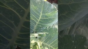 Кто ест капусту?