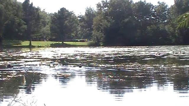 Shakespeare, sonnet 18, read beside a pond смотреть онлайн