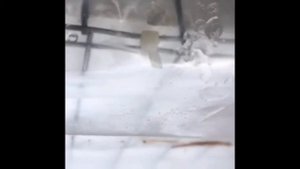 Как можно укрыть крупнолистную гортензию на зиму