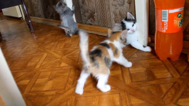 Котята ищут хозяев) смотреть онлайн