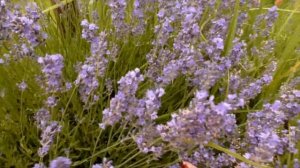 Как вырастить лаванду из семян в средней полосе России? Какую лаванду выбрать? Как ухаживать?Мой са