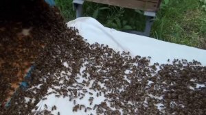 Посадка «супер роя» пчел в улей.