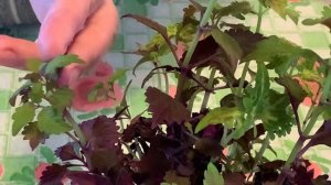 КОЛЕУС черенки, укоренение и советы Натальи