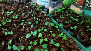 Петуния/ Пикировка петунии/ Чем подкормить петунию после пересадки ?