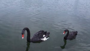 Лебеди на озере в Городском саду (г.Кременчуг)