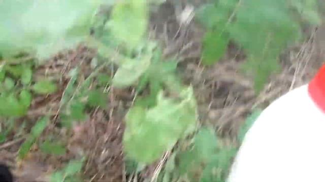 3 - я ПОДКОРМКА ТОМАТОВ, ПЕРЦЕВ, ОГУРЦОВ ПРЕПАРАТОМ "ПЛОДОСТИМ" смотреть онлайн