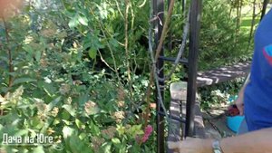 Дача на Юге - Осенняя обрезка плетистой розы