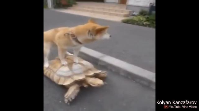 Доминируй унижай главенствуй