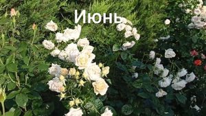 Роза "Мадам Анизет". Вспоминаем лето 2022.