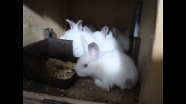 Обзор закрытого крольчатника. Трёхъярусные клетки для кроликов смотреть онлайн