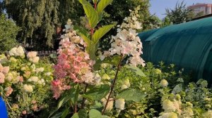 Канделайт. Яркий сорт с прочными побегами и красиво окрашенной осенней листвой.