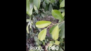 Google Pixel 7 Pro Vs Xiaomi 12T Pro I Camera Test Comparison