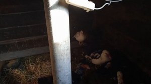 Утки в мороз -30°C! Как прогреть утятник?