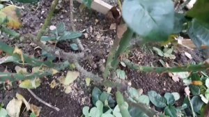 Бесплатное УКРЫТИЕ для РОЗ ! ?