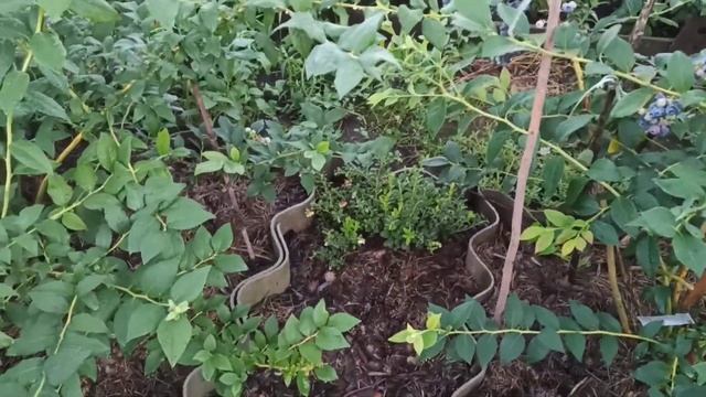 Голубика в 2022 году. смотреть онлайн