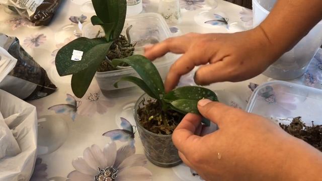 Ура ? Новенькие Орхидеи Будда и Ирен Добкин смотреть онлайн