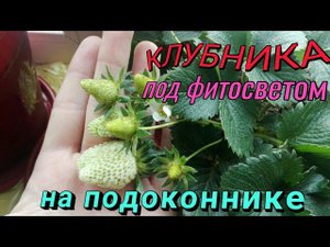 Появление новых цветоносов клубники Клери и Азии. Клубника на окне.