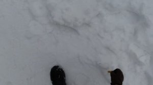 Отстрел патронов SAGA vs TAXO/ Дробь D=4.25mm. 20 Калибр. Ружье Mossberg 500.