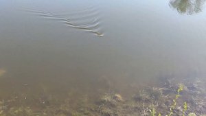 Ловится ли карась в икромет