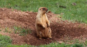 Сурок серый, алтайский, горноазиатский (Marmota baibacina). Байбак. Большое Алматинское озеро.