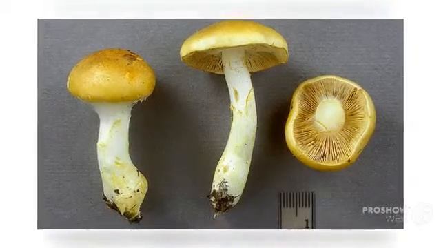 Cortinarius cephalixus - fungi kingdom смотреть онлайн