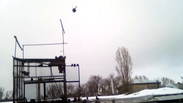 николаевские голуби продажа саратов смотреть онлайн