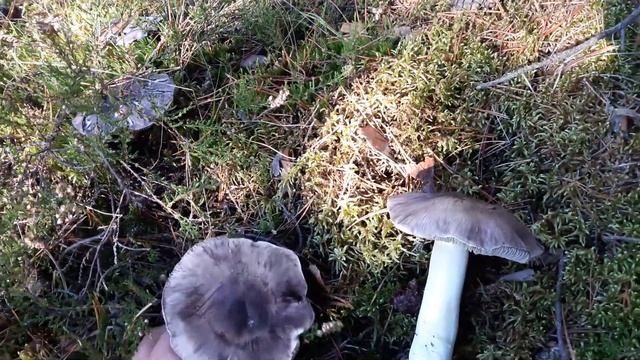 В ЛЕС ПО ГРИБЫЫЫ-22-1 (РЯДОВКА СЕРАЯ, СЕРУШКА) смотреть онлайн