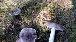 В ЛЕС ПО ГРИБЫЫЫ-22-1 (РЯДОВКА СЕРАЯ, СЕРУШКА)