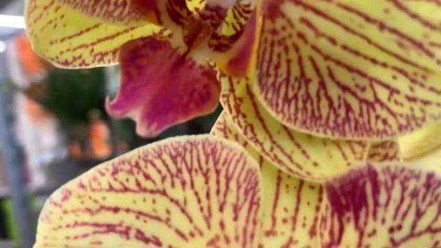 Орхидеи в Леруа Мерлен Варшавка 26.05.23 смотреть онлайн