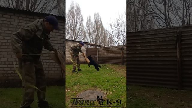 German shepherd dog. Немецкая овчарка черного окраса. Дрессировка. #germanshepherd #немецкаяовчарка