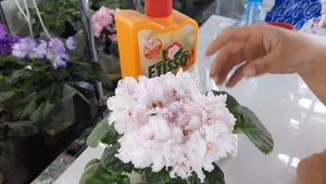 Удобрение для фиалок. Как не перекормить любимую фиалку.