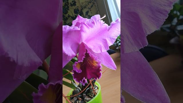 Цветет каттлея второй раз за пол-года! и название у нее тоже есть! в первом видео! смотреть онлайн