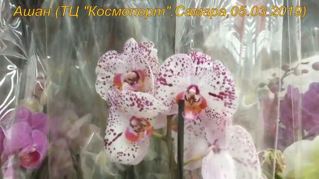 АШАН: ОРХИДЕИ к 8 МАРТА,05.03.2019,ТЦ "Космопорт",Самара. смотреть онлайн