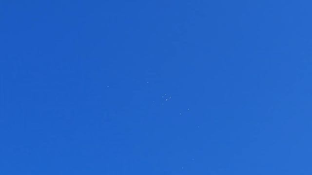 Пермские голуби 18.10.22. смотреть онлайн