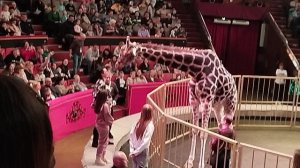 ЖИРАФ БАГИР ЦЕЛУЕТСЯ С ДЕВУШКАМИ))))))