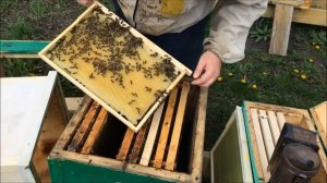 Зачем нужна трутневая вощина? Как с ее помощью победить клеща варроа? Трутневое молочко/гомогенат