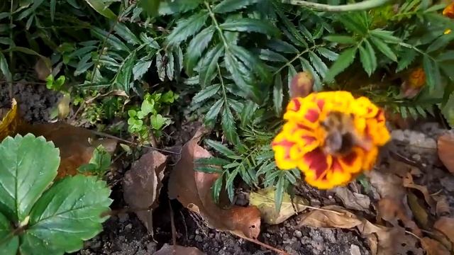 ЭТО Гениально! Вы Знали Чем можно заменить препарат Корневин? Чернкование .  Для корнеобразования