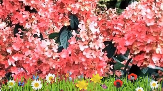 Гортензия метельчатая Пинк Квин ? Обзор: посадка и уход. саженцы гортензии: описание и особенности смотреть онлайн