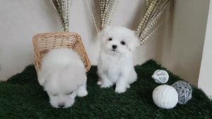 www.malteseclub.ru МАЛЬТЕЗЕ (мини) -рожд.13.12.2016г