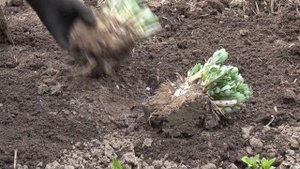 How to Grow Sedum 'Autumn Joy'