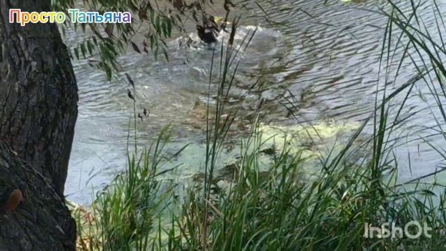 #отдых #отдыхнаприроде Отдых на природе лето 2021 Купаемся мы и собаки