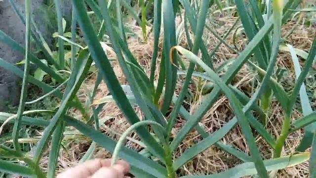 Яйца пашот. 6 часов непрерывной борьбы с сорняками. смотреть онлайн