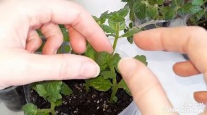 АХИМЕНЕСЫ. Формировка куста ахименеса. Первая и вторая прищипка ахименеса.