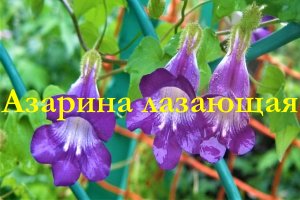 Азарина лазающая