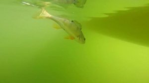 Kayak Perch Fishing