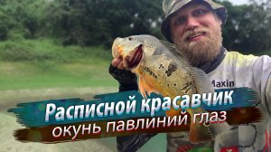 ОГРОМНЫЕ окуни разгибают крючки! Рыбалка на водохранилище RénYìTán. Окунь павлиний глаз.