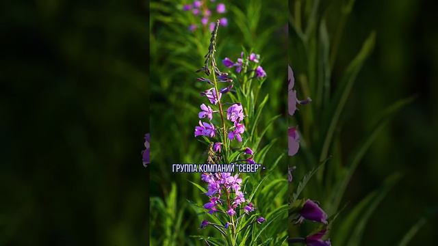 Поздравляем всех прекрасных дам с 8 марта!💐 / Аэролодки и Вездеходы Север